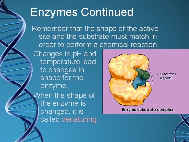 Enzymes Continued Remember that the shape of the active site and the substrate must