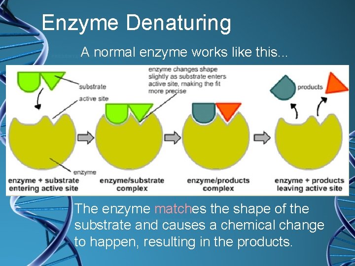 Enzyme Denaturing A normal enzyme works like this. . . The enzyme matches the