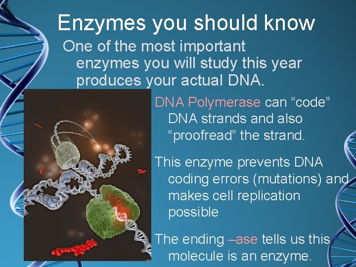 Enzymes you should know One of the most important enzymes you will study this