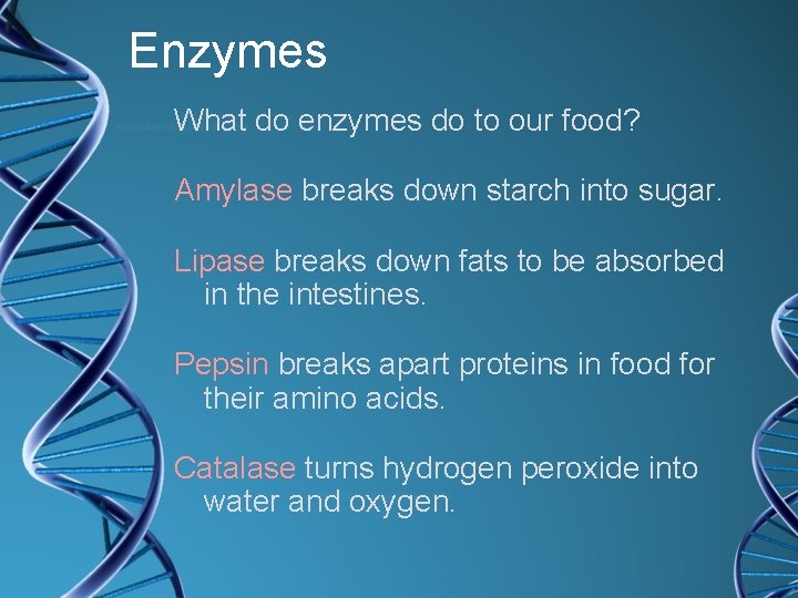 Enzymes What do enzymes do to our food? Amylase breaks down starch into sugar.