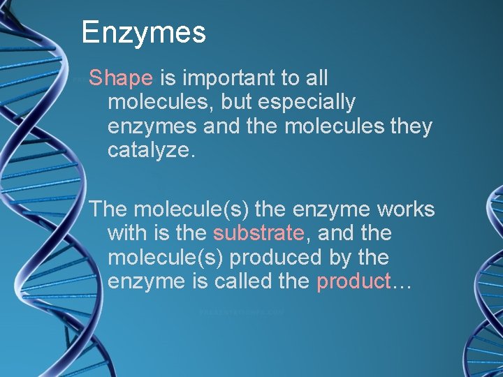 Enzymes Shape is important to all molecules, but especially enzymes and the molecules they