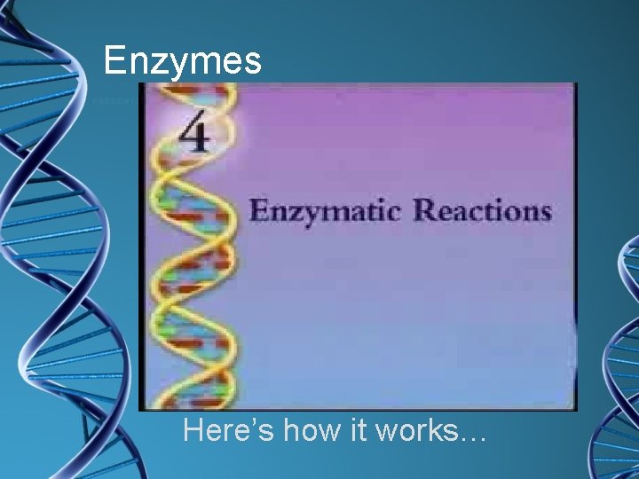 Enzymes Here’s how it works… 