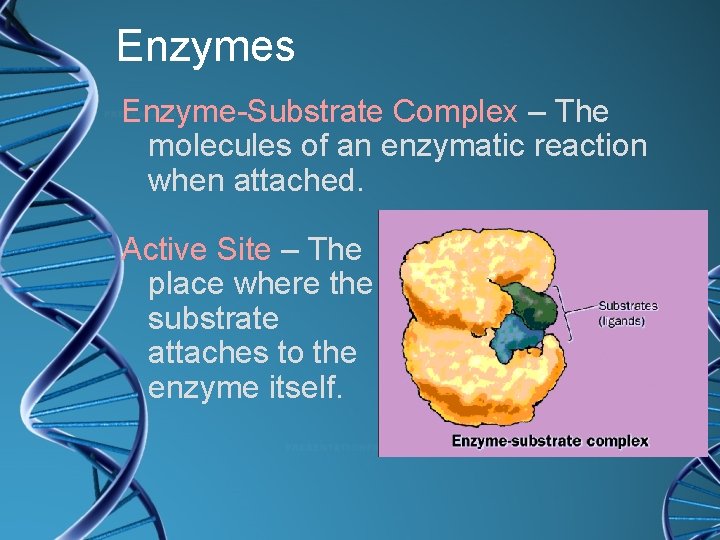 Enzymes Enzyme-Substrate Complex – The molecules of an enzymatic reaction when attached. Active Site