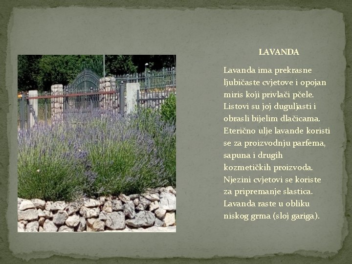 LAVANDA Lavanda ima prekrasne ljubičaste cvjetove i opojan miris koji privlači pčele. Listovi su