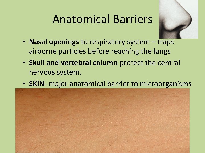 Anatomical Barriers • Nasal openings to respiratory system – traps airborne particles before reaching