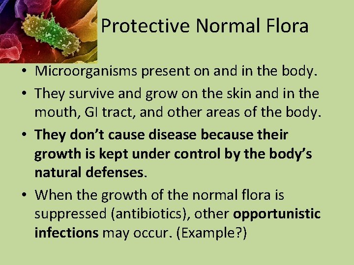 Protective Normal Flora • Microorganisms present on and in the body. • They survive