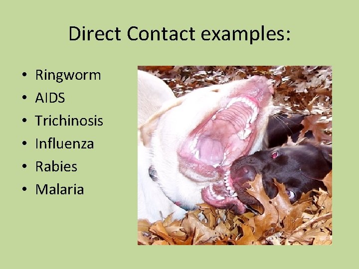 Direct Contact examples: • • • Ringworm AIDS Trichinosis Influenza Rabies Malaria 