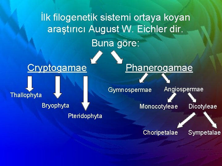İlk filogenetik sistemi ortaya koyan araştırıcı August W. Eichler dir. Buna göre: Cryptogamae Phanerogamae