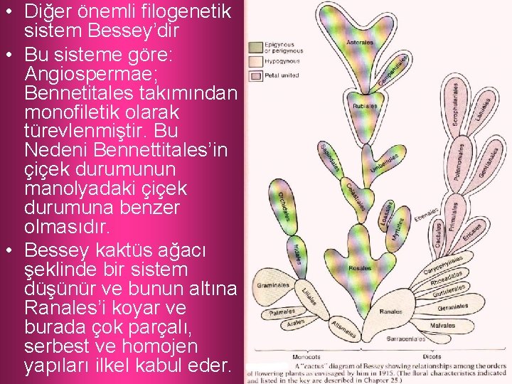  • Diğer önemli filogenetik sistem Bessey’dir • Bu sisteme göre: Angiospermae; Bennetitales takımından