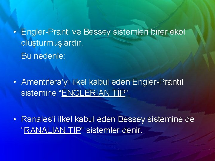  • Engler-Prantl ve Bessey sistemleri birer ekol oluşturmuşlardır. Bu nedenle: • Amentifera’yı ilkel