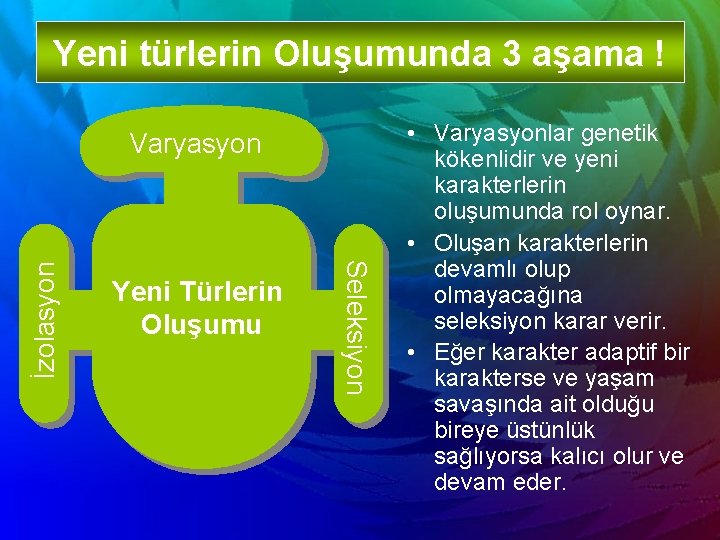 Yeni türlerin Oluşumunda 3 aşama ! Yeni Türlerin Oluşumu Seleksiyon İzolasyon Varyasyon • Varyasyonlar