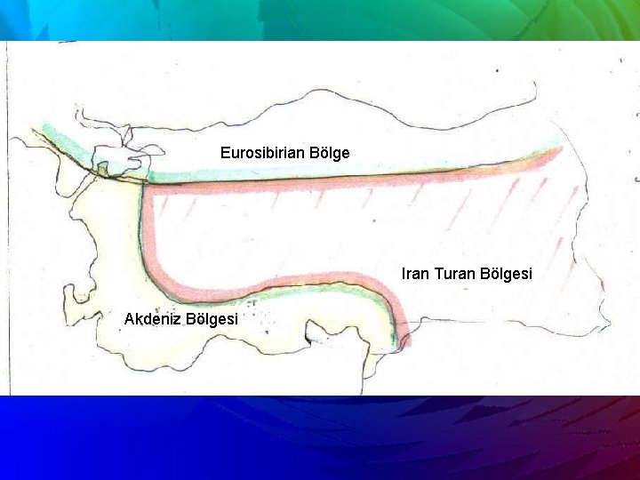 Eurosibirian Bölge Iran Turan Bölgesi Akdeniz Bölgesi 