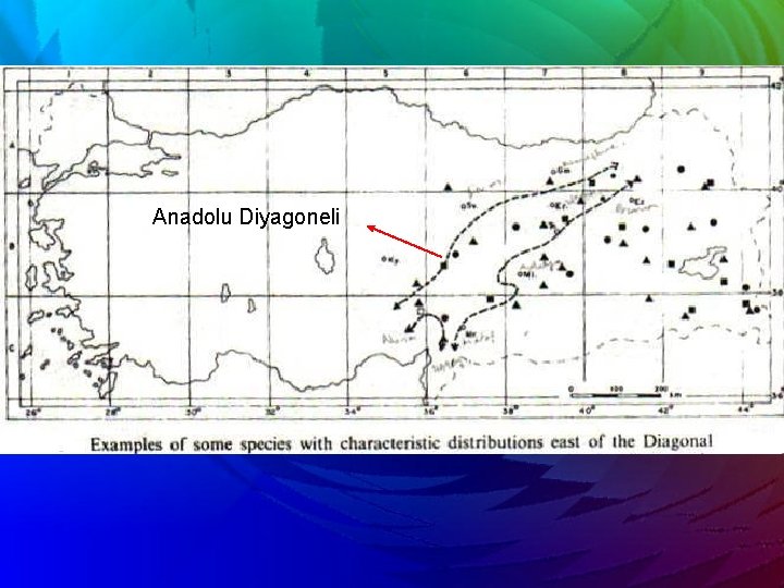 Anadolu Diyagoneli 