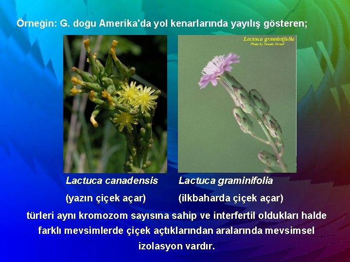 Örneğin: G. doğu Amerika'da yol kenarlarında yayılış gösteren; Lactuca canadensis Lactuca graminifolia (yazın çiçek