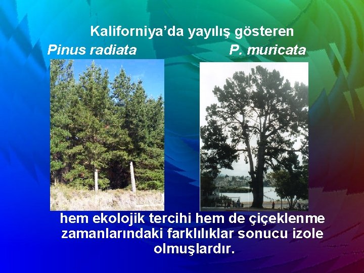 Kaliforniya’da yayılış gösteren Pinus radiata P. muricata hem ekolojik tercihi hem de çiçeklenme zamanlarındaki