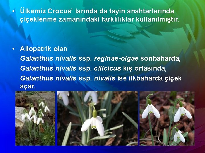  • Ülkemiz Crocus’ larında da tayin anahtarlarında çiçeklenme zamanındaki farklılıklar kullanılmıştır. • Allopatrik