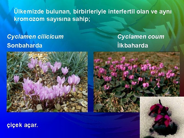 Ülkemizde bulunan, birbirleriyle interfertil olan ve aynı kromozom sayısına sahip; Cyclamen cilicicum Sonbaharda çiçek