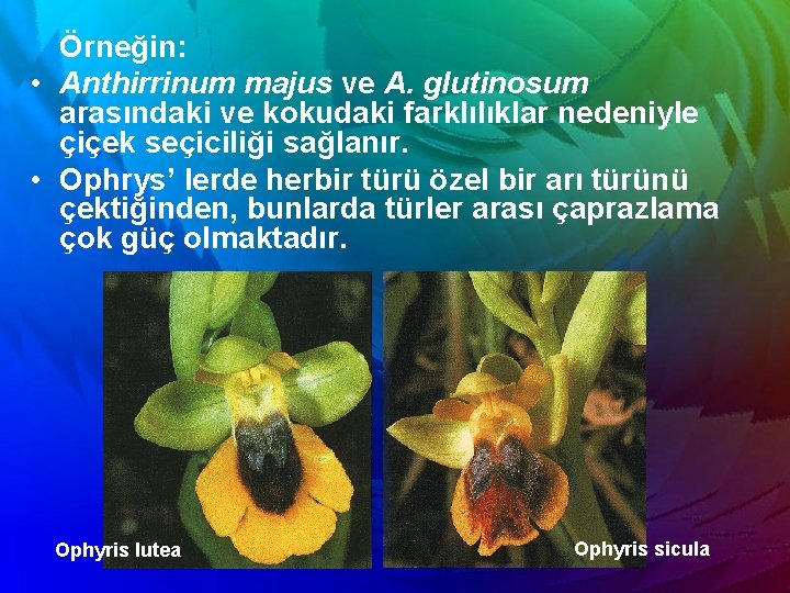 Örneğin: • Anthirrinum majus ve A. glutinosum arasındaki ve kokudaki farklılıklar nedeniyle çiçek seçiciliği