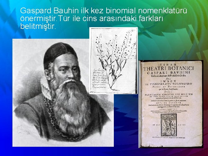 Gaspard Bauhin ilk kez binomial nomenklatürü önermiştir. Tür ile cins arasındaki farkları belitmiştir. 