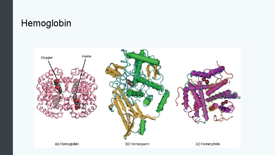 Hemoglobin 