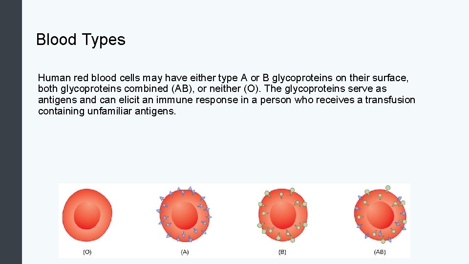 Blood Types Human red blood cells may have either type A or B glycoproteins