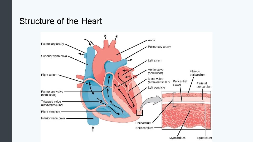 Structure of the Heart 