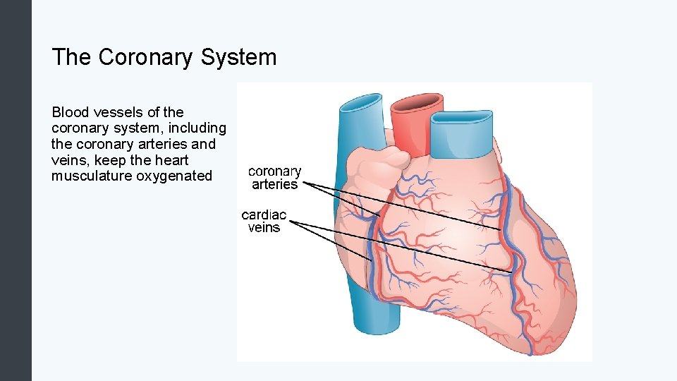 The Coronary System Blood vessels of the coronary system, including the coronary arteries and