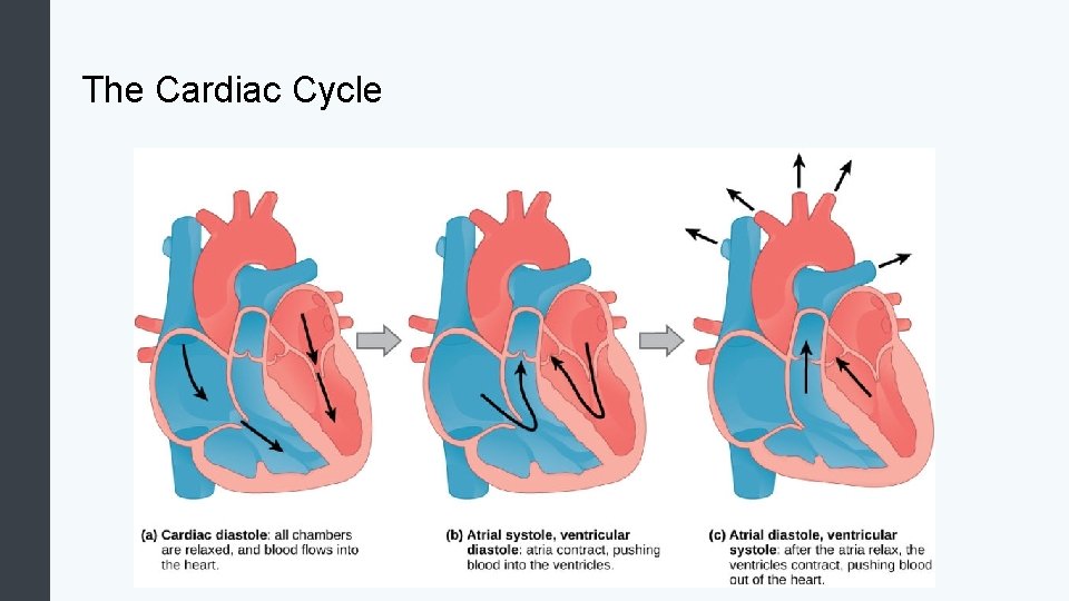 The Cardiac Cycle 