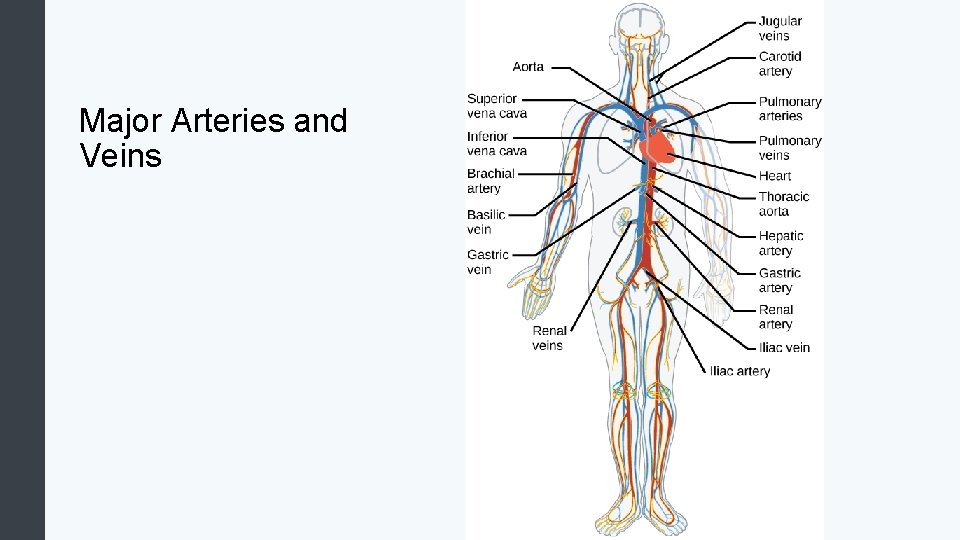 Major Arteries and Veins 