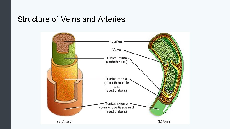 Structure of Veins and Arteries 