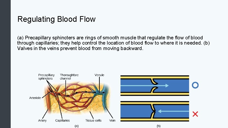 Regulating Blood Flow (a) Precapillary sphincters are rings of smooth muscle that regulate the