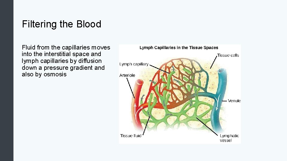 Filtering the Blood Fluid from the capillaries moves into the interstitial space and lymph