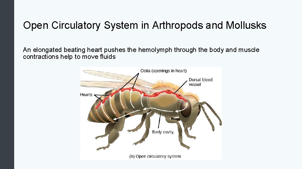 Open Circulatory System in Arthropods and Mollusks An elongated beating heart pushes the hemolymph