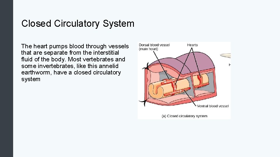 Closed Circulatory System The heart pumps blood through vessels that are separate from the