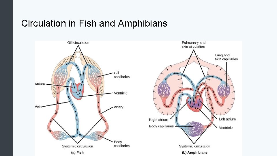 Circulation in Fish and Amphibians 