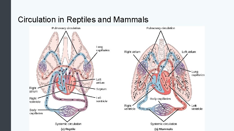 Circulation in Reptiles and Mammals 