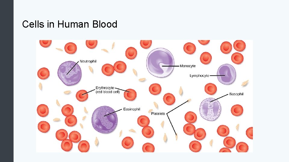 Cells in Human Blood 