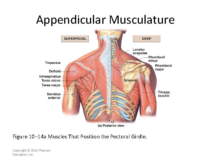Appendicular Musculature [INSERT FIG. 11. 15 a] Figure 10– 14 a Muscles That Position