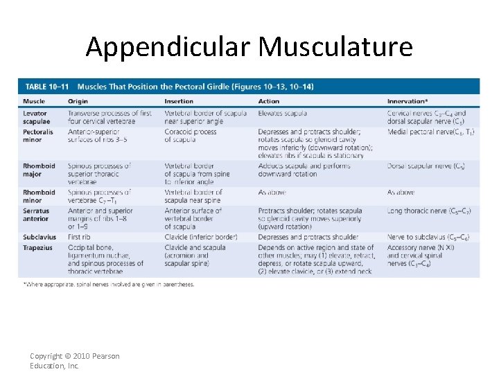 Appendicular Musculature [INSERT Table. 11] Copyright © 2010 Pearson Education, Inc. 