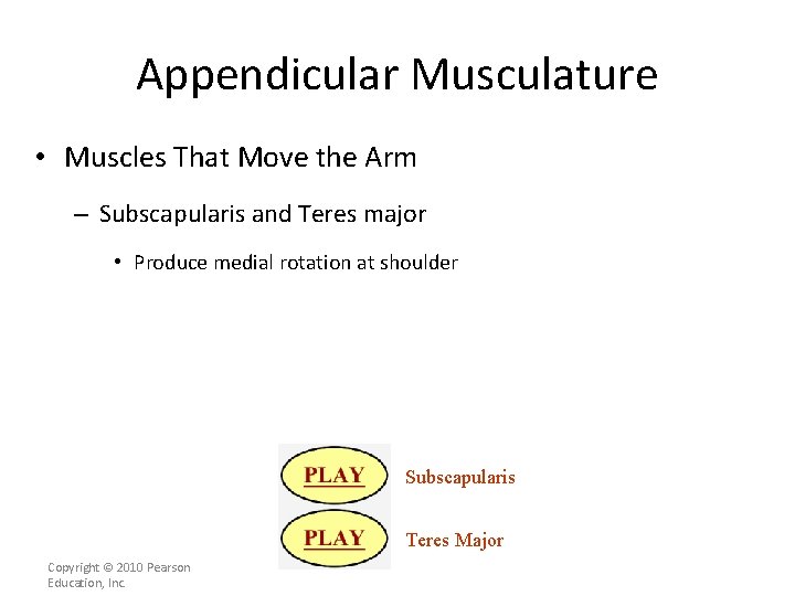 Appendicular Musculature • Muscles That Move the Arm – Subscapularis and Teres major •