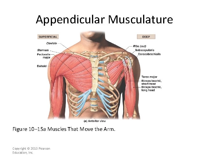 Appendicular Musculature Figure 10– 15 a Muscles That Move the Arm. Copyright © 2010