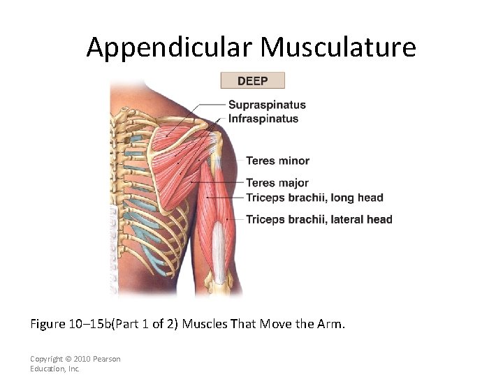Appendicular Musculature Figure 10– 15 b(Part 1 of 2) Muscles That Move the Arm.