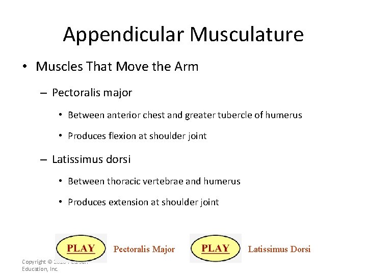 Appendicular Musculature • Muscles That Move the Arm – Pectoralis major • Between anterior