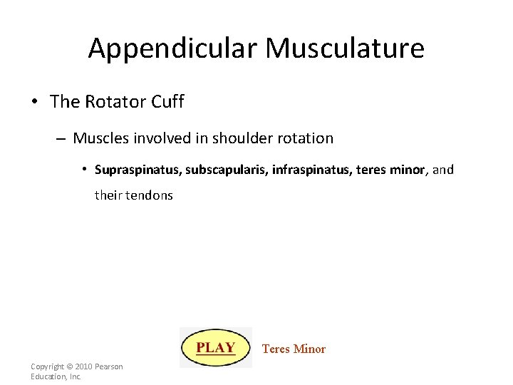 Appendicular Musculature • The Rotator Cuff – Muscles involved in shoulder rotation • Supraspinatus,