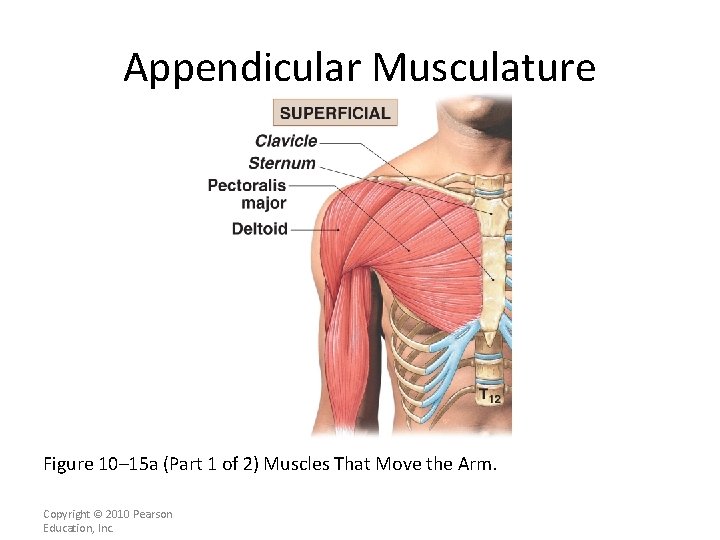 Appendicular Musculature Figure 10– 15 a (Part 1 of 2) Muscles That Move the