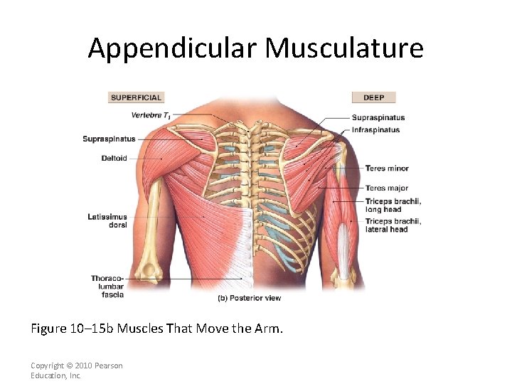 Appendicular Musculature Figure 10– 15 b Muscles That Move the Arm. Copyright © 2010