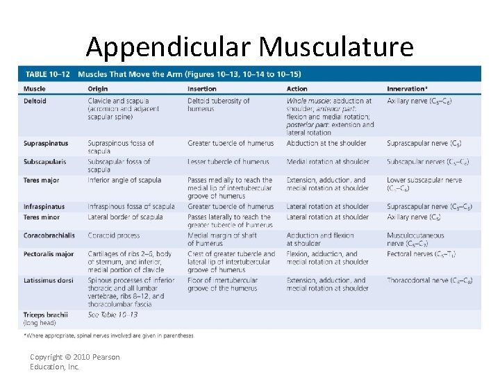 Appendicular Musculature [INSERT Table. 11. 12] Copyright © 2010 Pearson Education, Inc. 