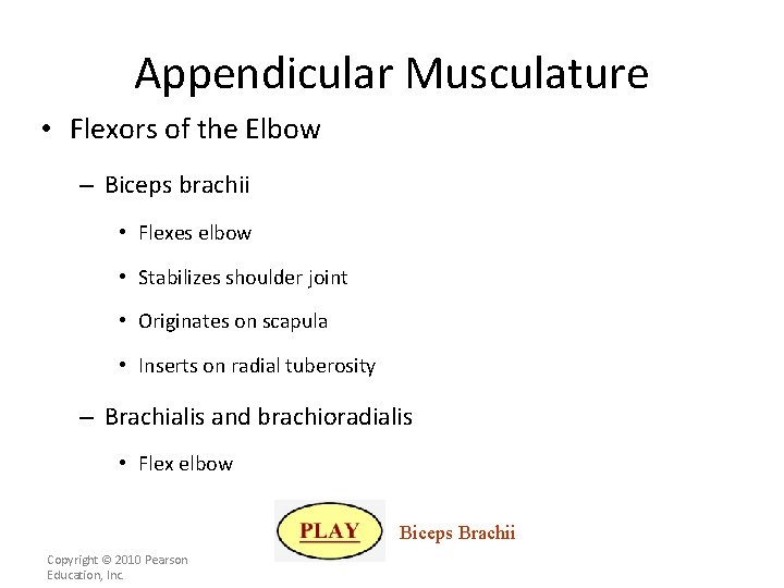 Appendicular Musculature • Flexors of the Elbow – Biceps brachii • Flexes elbow •