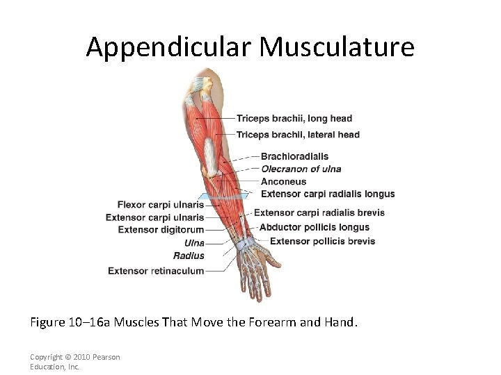 Appendicular Musculature Figure 10– 16 a Muscles That Move the Forearm and Hand. Copyright