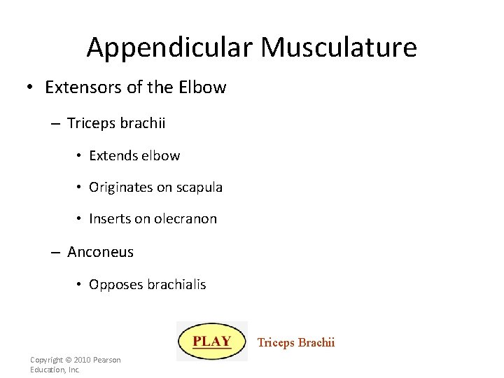 Appendicular Musculature • Extensors of the Elbow – Triceps brachii • Extends elbow •
